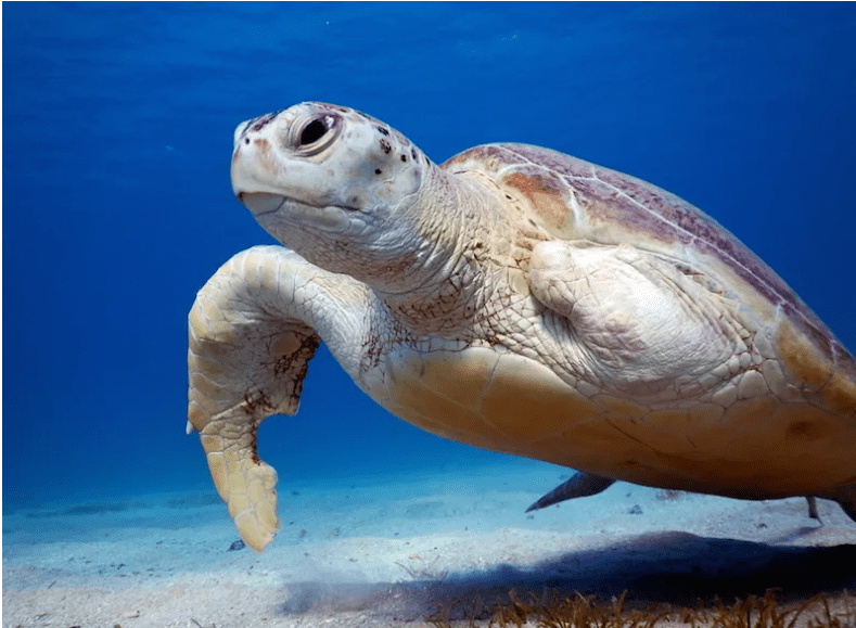 Ägypten Schildkröten Hurghada