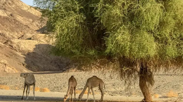 Hurghada Wüstensafari