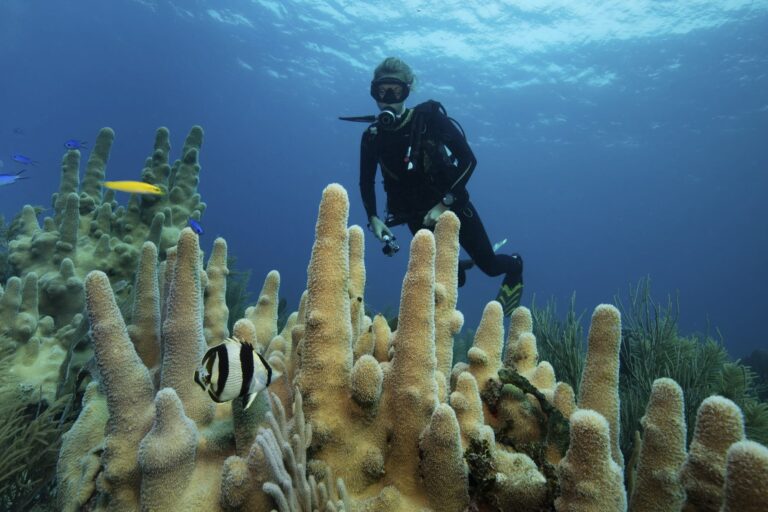 a-diver-looking-at-an-angelfish-swimming-by-pillar-coral-