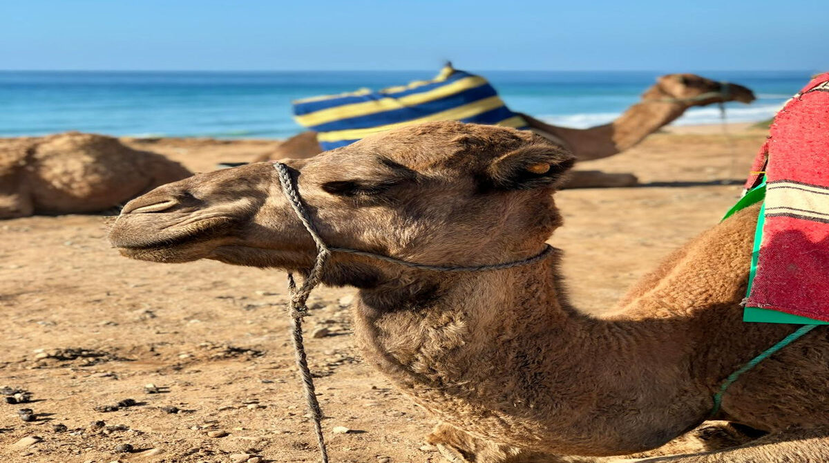 Hurghada Sehenswürdigkeiten: Die Top-Highlights erleben