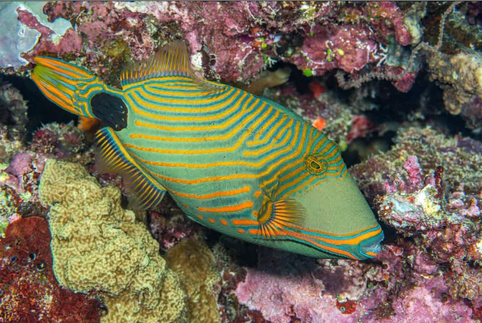 Fische Rotes Meer