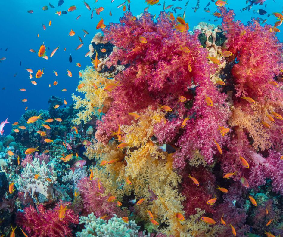 🐠 Marsa Alam Hausriff Schnorcheln