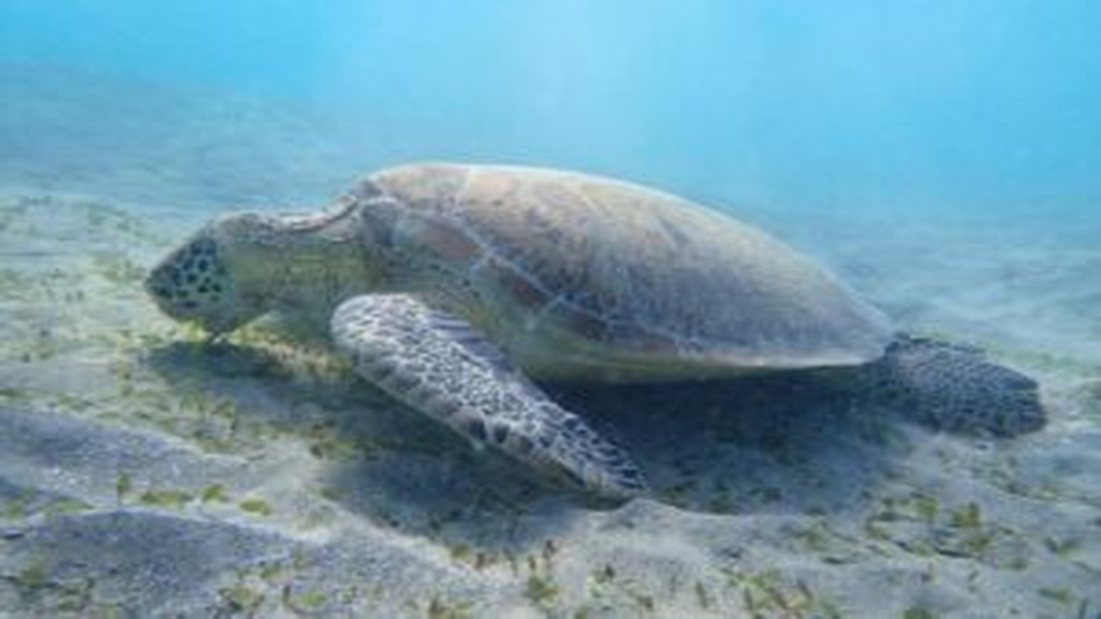 Top 10 Abenteuerliche Marsa Alam Ausflüge für deutsche Urlauber