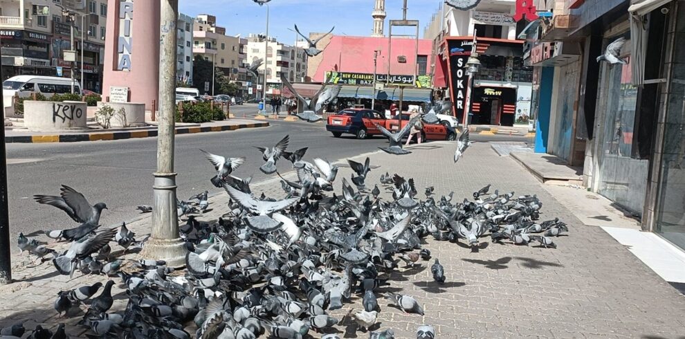 Stadtrundfahrt Hurghada