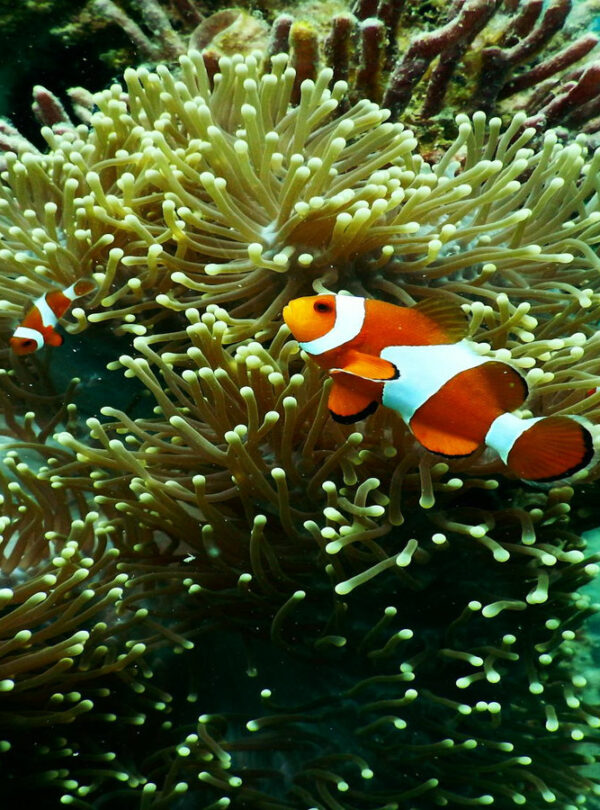 Schnorcheln und Tauchen im Roten Meer