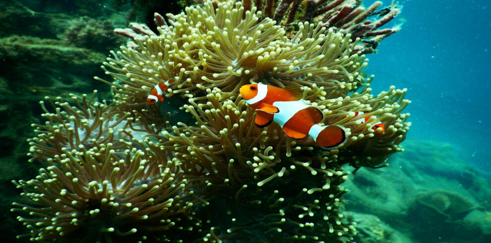 Schnorcheln und Tauchen im Roten Meer