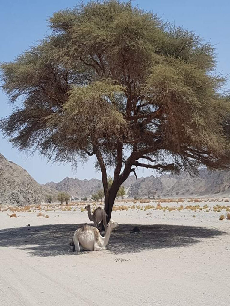 Beduinen Dorf Hurghada
