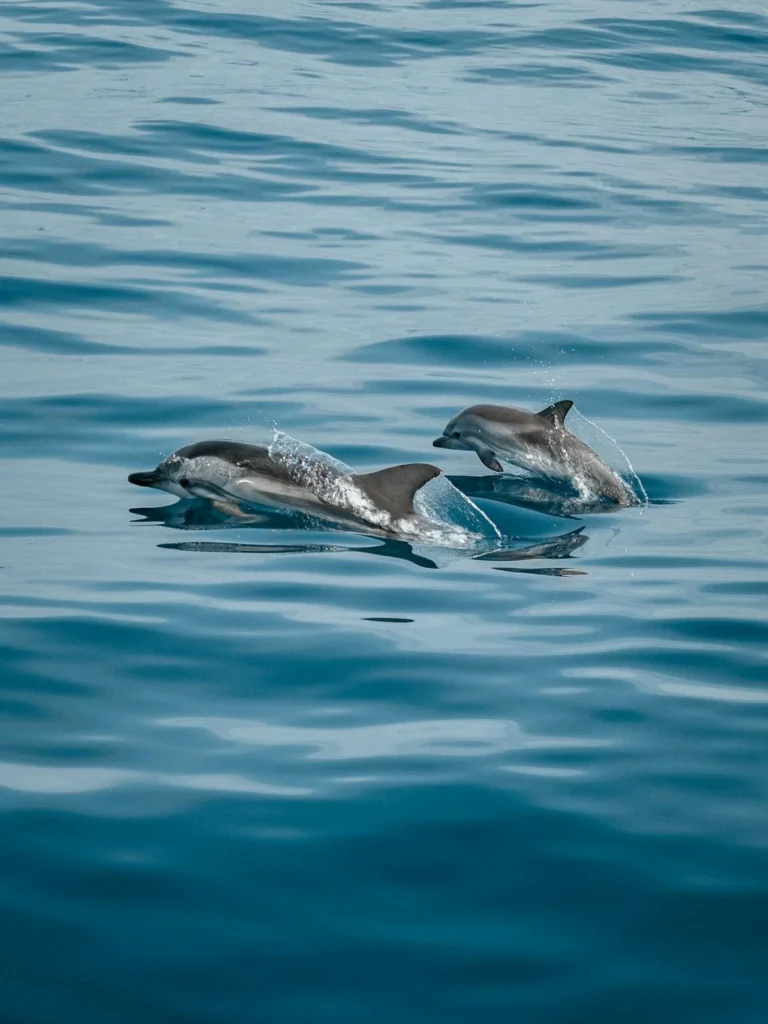 delfinschwimmen hurghada