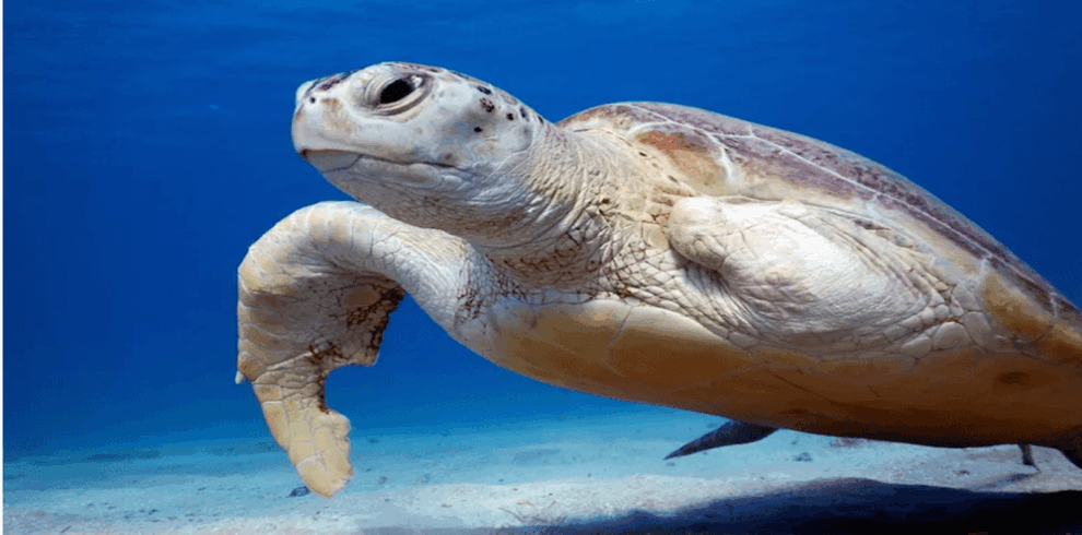 Ägypten Schildkröten Hurghada