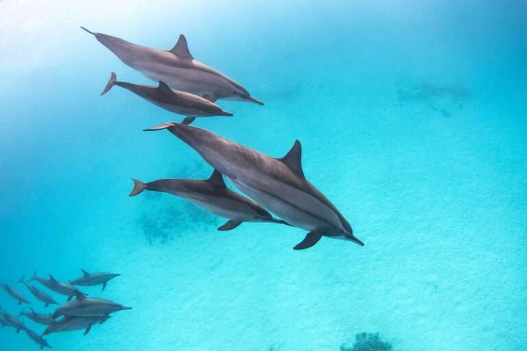 delfin-tour-hurghada-delfinschwimmen