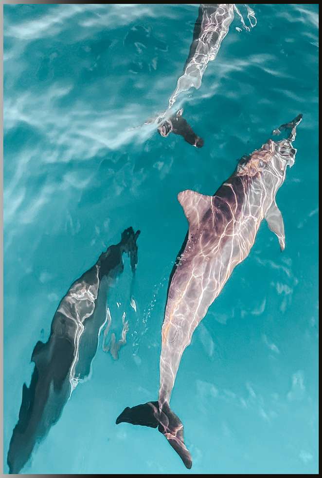 delfin-tour-hurghada-delfinschwimmen