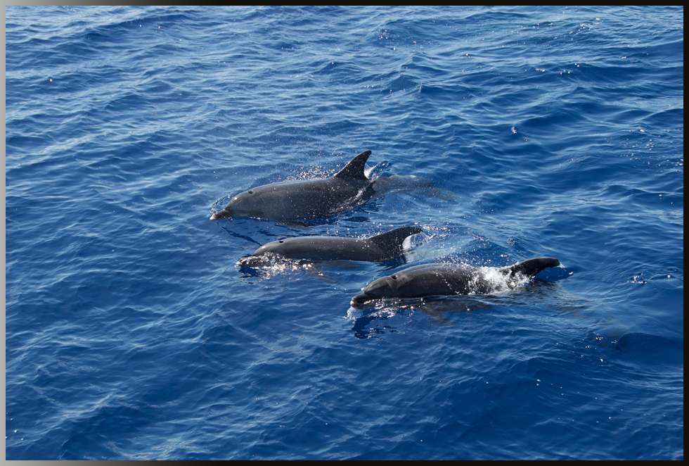 Ägypten mit Delfinen schnorcheln