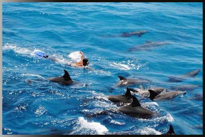Delfinschwimmen hurghada