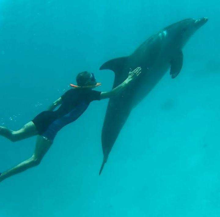 Schnorcheln mit Delfine ab Safaga im roten Meer