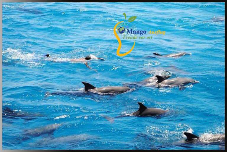 Delfinschwimmen El Gouna