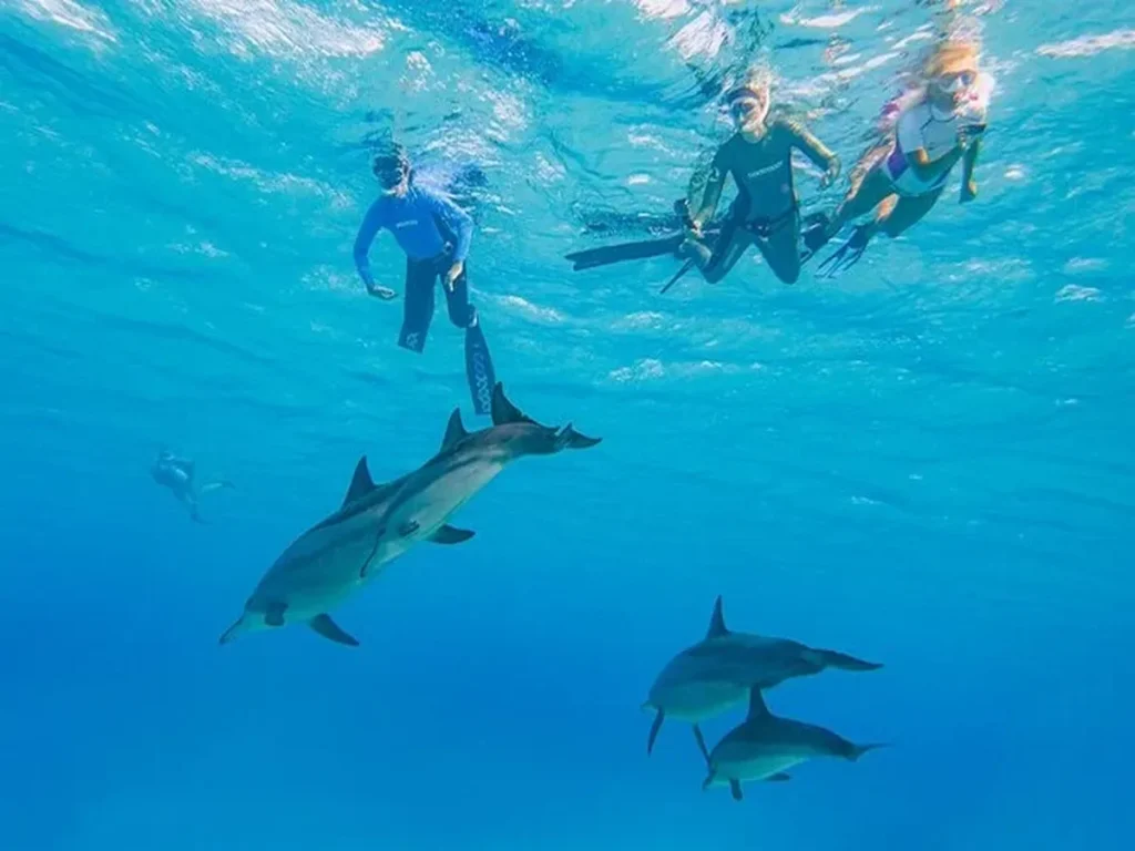Delfin tour Hurghada