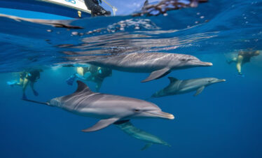 Schnorcheln mit Delfinen ab Safaga