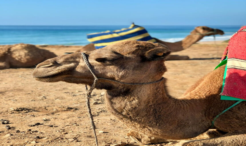 Hurghada Sehenswürdigkeiten: Die Top-Highlights erleben