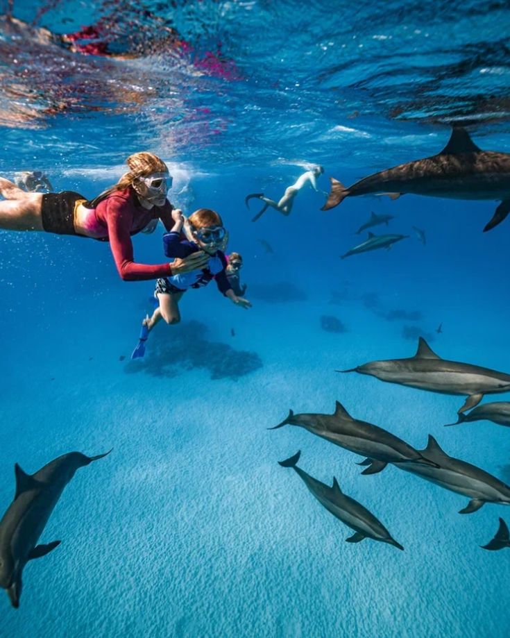 Delfin Ausflug Hurghada