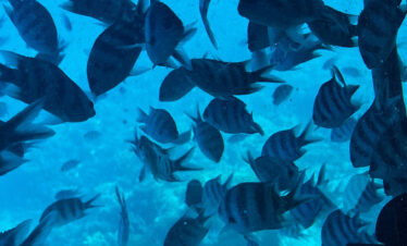 Glasbodenboot-Hurghada