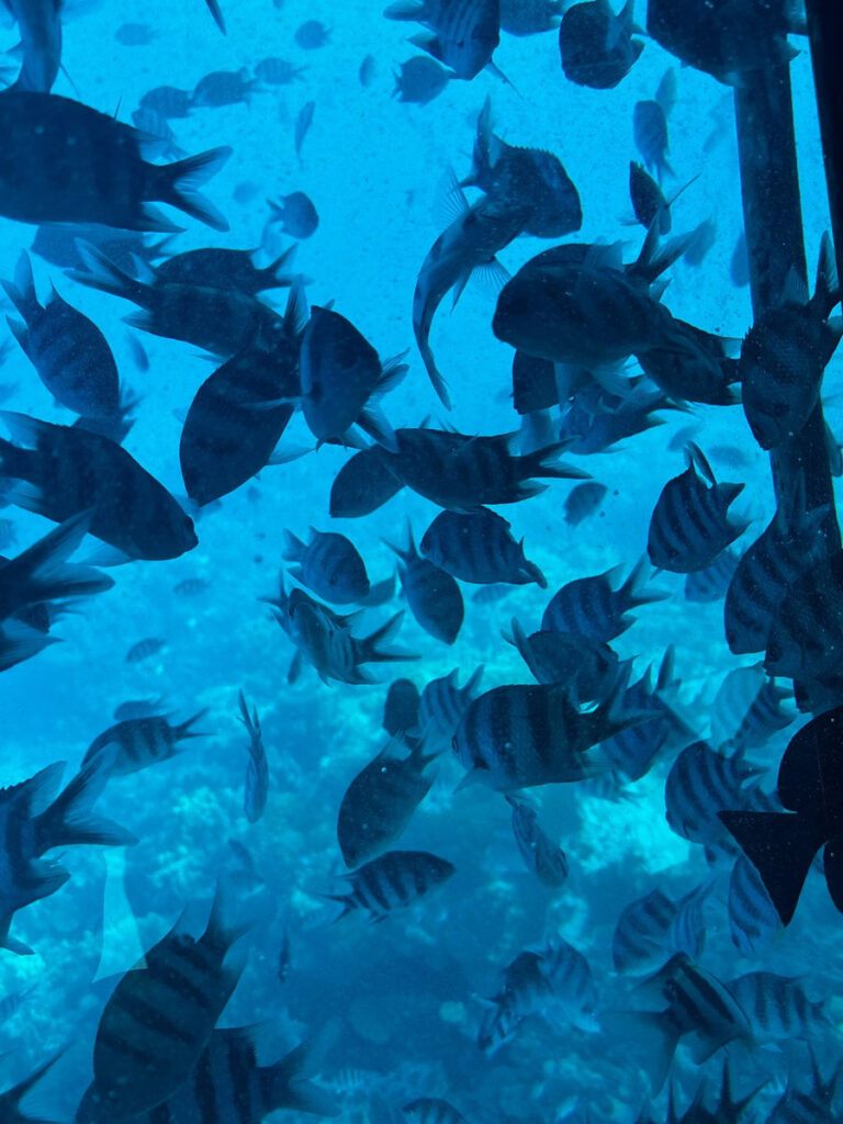 Glasbodenboot-Hurghada