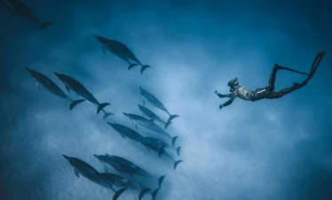 Hurghada Delfine sehen