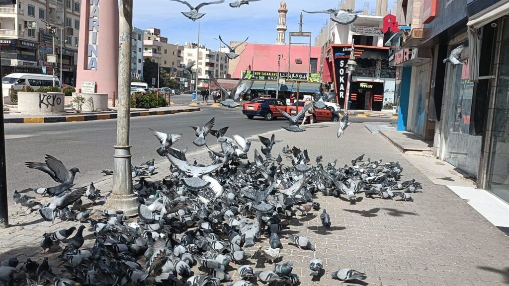 Stadtrundfahrt Hurghada