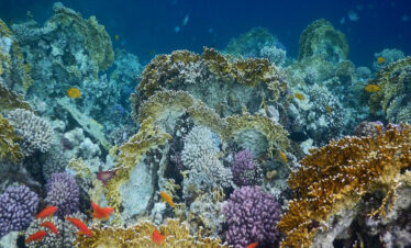 Sharm El Naga Soma Bay