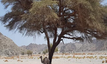 Beduinen Dorf Hurghada