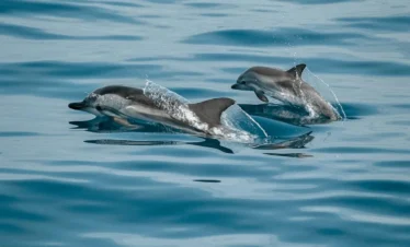 delfinschwimmen hurghada