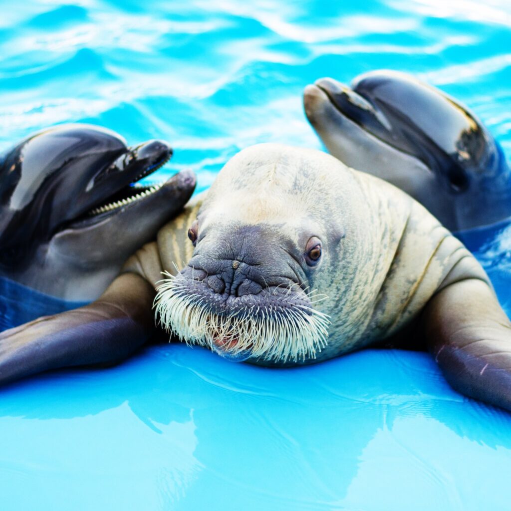 dolphin world hurghada