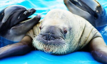 dolphin world hurghada