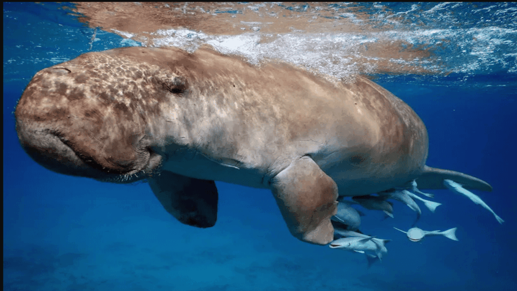 Schnorcheln Schildkröten Ägypten