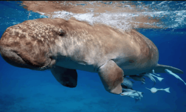 Schnorcheln Schildkröten Ägypten