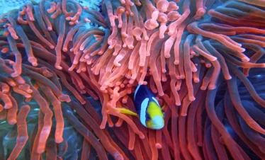 orange bay Hurghada Ägypten