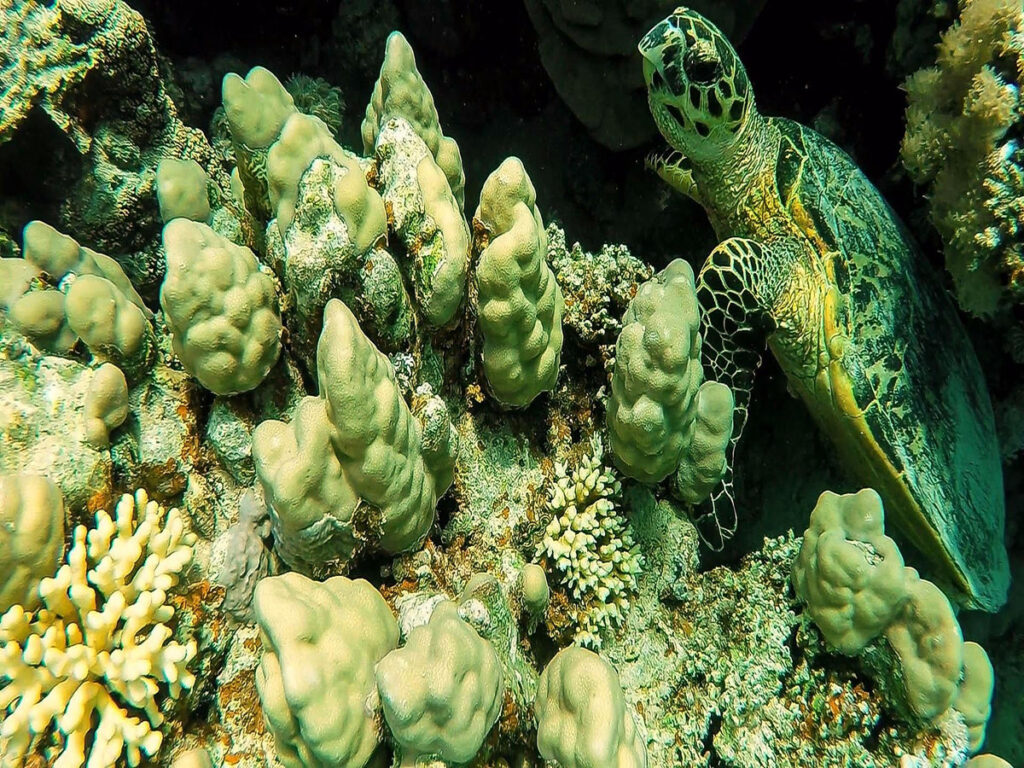 schnorchelausflug hurghada sharm el naga