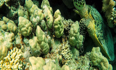 schnorchelausflug hurghada sharm el naga