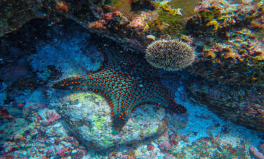 schnorcheln Ausflug Orange Bay