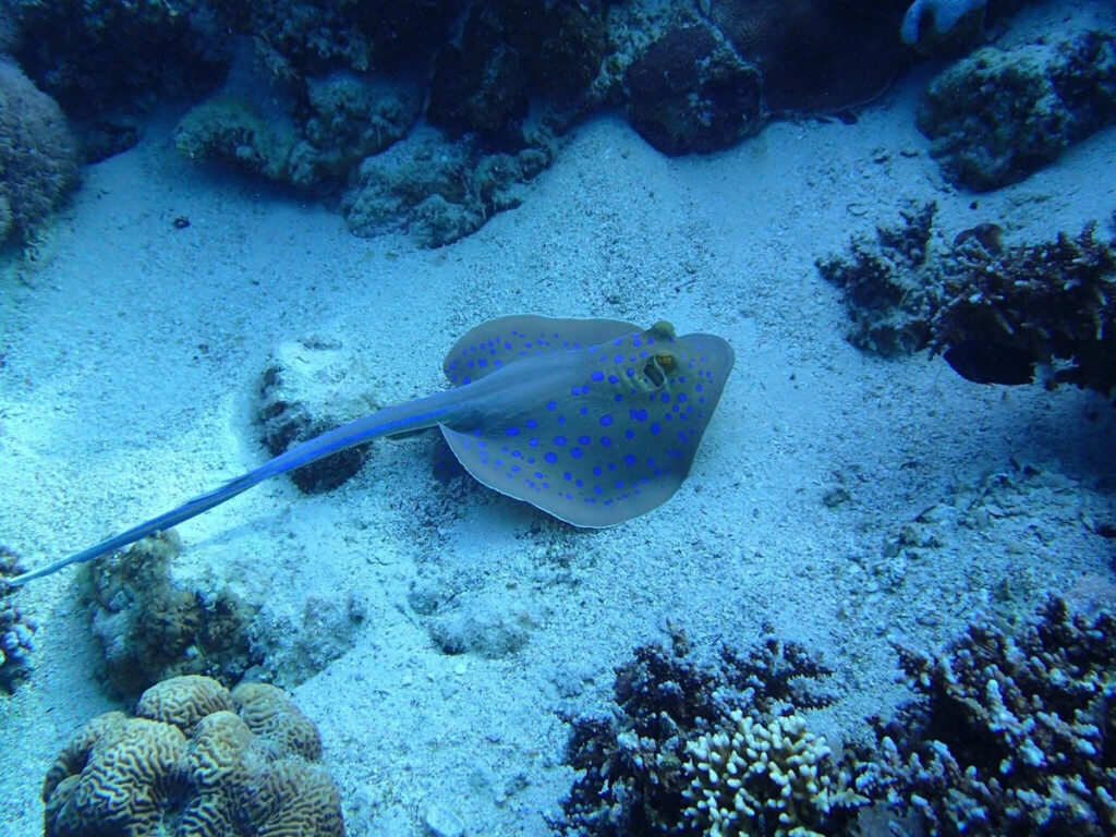 sharm el naga schnorcheln Safaga