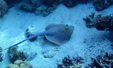 sharm el naga schnorcheln Safaga