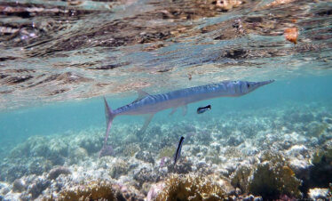sharm el naga schnorcheln in Soma Bay