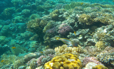 sharm el naga tagesausflug