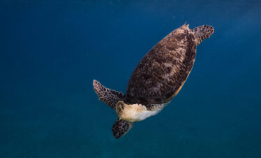 Dugong und Schildkröten Tour Abu Dabbab