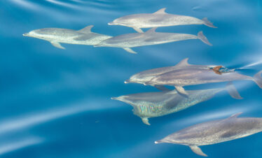 Delfin tour Hurghada
