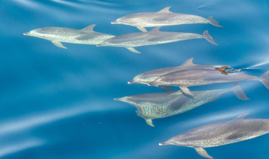 Familienfreundliches Delfinschwimmen in Hurghada erleben Familienfreundliches Delfinschwimmen in Hurghada erleben