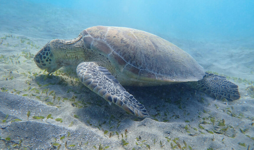 Schildkröten und Seekühe ab Hurghada Schildkröten und Seekühe ab Hurghada