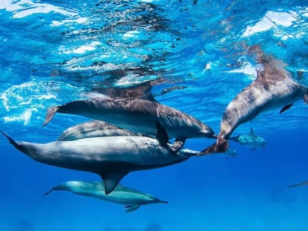 Delfin Ausflug Hurghada mit Speedboat