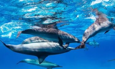 Delfin Ausflug Hurghada mit Speedboat