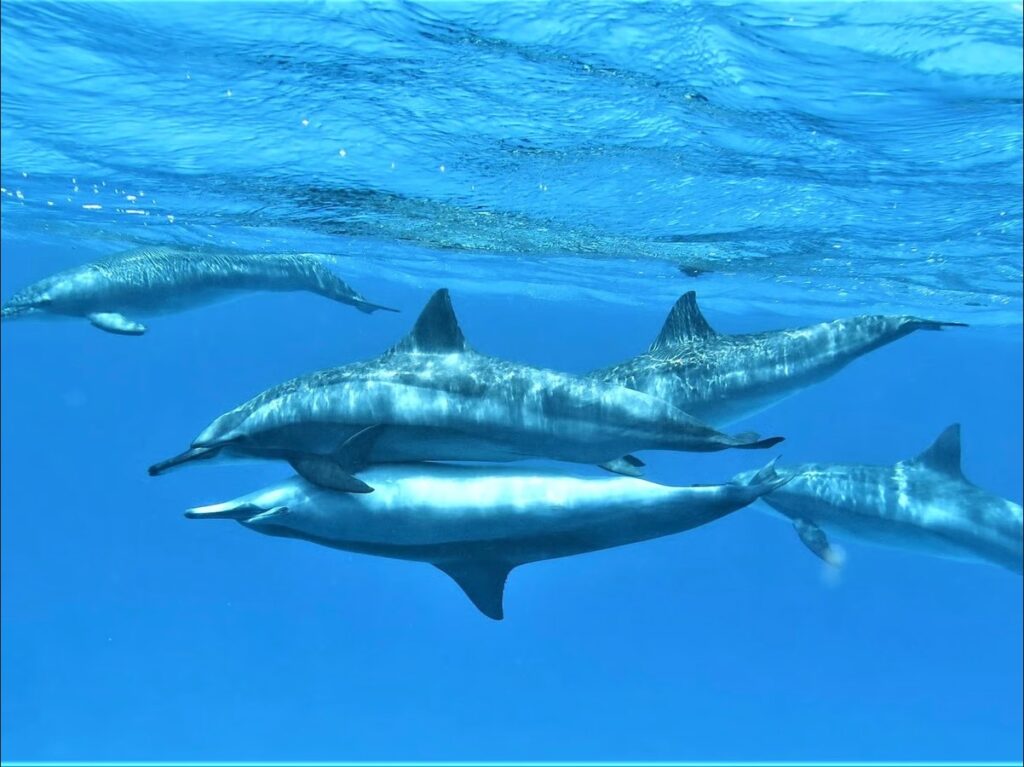 Delfin Tour Hurghada Kosten – Schwimmen mit Delfinen im Roten Meer