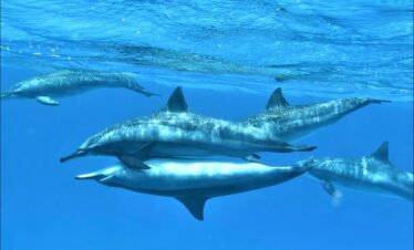 Delfin Tour Hurghada Kosten – Schwimmen mit Delfinen im Roten Meer